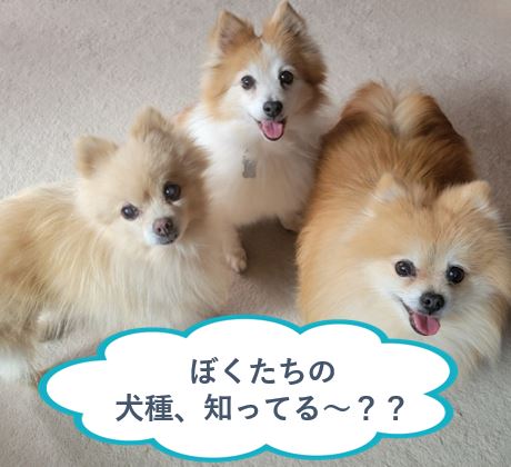 今月のタイピングに「しりとり2文字」「犬の種類」を追加しました。の記事に関する画像